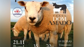 4° Remate Texel Dom Amado [upl. by Samala565]