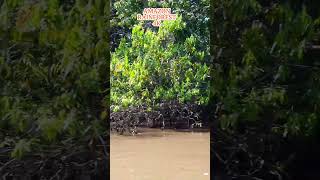 AMAZON RAINFOREST 4K The Amazon River and Red Scarlet Macaws with Real Animal Sounds [upl. by Gaile]