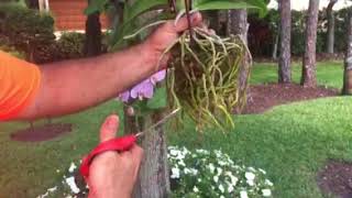 How to attach or hang Orchids to a Tree [upl. by Esorlatsyrc770]