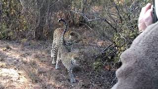 Leopards mating SSGR Sth Africa Part 1 [upl. by Trudy986]