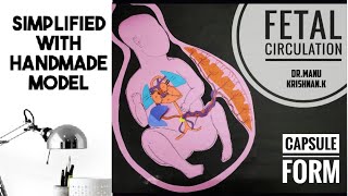 Fetal circulation umbilical vein and arteries  ductus venosus  foramen ovale ductus arteriosus [upl. by Syck]