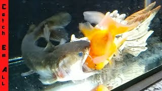 GOLDFISH SURVIVES the BLOB CATFISH [upl. by Map]