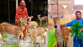 Start Now Deer Farm In Hyderabad Ab Deer Farming kro Bakra Farming ki Tarah Hsn Entertainment [upl. by Kingsley]