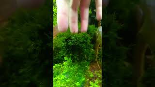 Fissidens Moss Fissidensmoss Fissidens moss shortvideo shorts [upl. by Seyah272]