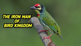 The iron man of bird kingdom Coppersmith barbet bird [upl. by Adnara780]