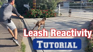 Watch a leash reactivity sessionno treats or shocks [upl. by Nailliw]