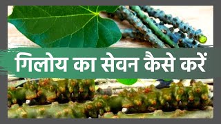 गिलोय का सेवन कैसे करें  How to Use Giloy  Benefits of Giloy [upl. by Enois710]