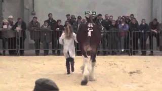 Arradoul Balvenie Clydesdale Horse Society Winter Fair 2011 [upl. by Brunn580]