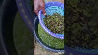 Processing wolffia plant to feed my catfish jimbretty fish farm [upl. by Kenyon]