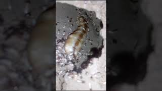 queen termite in a termites nest shorts [upl. by Anikram]