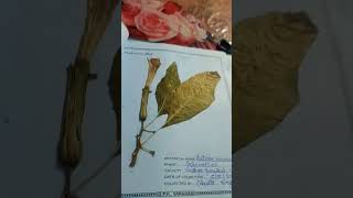 herbarium sheet 😘😘😘 vlog shortsviral shorts viral trending study motivation success yt [upl. by Kit]