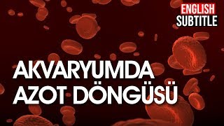 Akvaryumda Azot Döngüsü Nasıl Oluşur  Amonyak Patlaması [upl. by Odlabso]