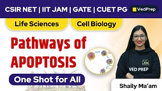 Pathways of APOPTOSIS  Life Sciences CSIR NET  IIT JAM  GATE  CUET PG  VedPrep Biology Academy [upl. by Onit]