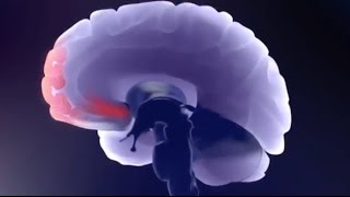 Neurociencia de las adicciones una nueva perspectiva  Lucía Hipólito  TEDxCiutatVellaDeValencia [upl. by Nyloj]