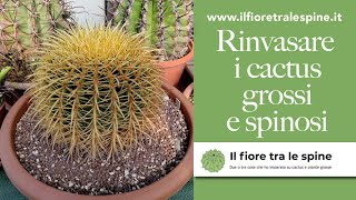 Come rinvasare i cactus grandi e spinosi [upl. by Neurath]