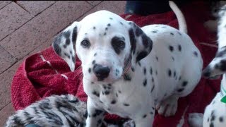 Dalmatian Puppies [upl. by Nnyliak]