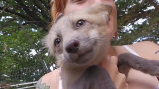 Apollo the fox pup plays with Emmie Floofala and Serafina [upl. by Noirod22]