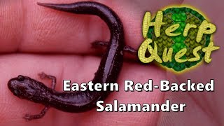 Eastern Red Backed Salamander  Herp Quest 3 Herpetology Education [upl. by Licna]