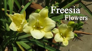 Freesia Flower Freesia Bulb Planting How To Grow Fresia Plants [upl. by Krm]