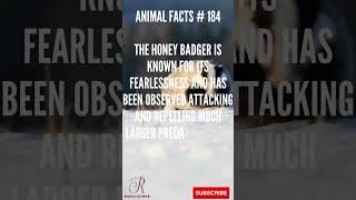 Discover MindBlowing Honey Badger Facts in less than 1 Minute  BiteSized Wildlife Knowledge [upl. by Ynaffat]