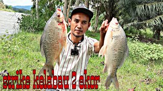 Memancing ikan kelabau di tebing sungai  umpan kelapa sawit  mancing sungai perak  Fishing [upl. by Colan232]