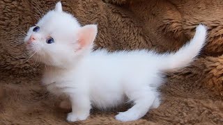 Cutie Pie Kitten Meowing  Kitten Sounds  Cat Sound Meow [upl. by Oap67]