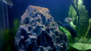 Acquario salmastro  Brackish aquarium [upl. by Ibob]