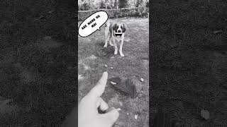 my bernards behaviour❤‍🔥❤‍🔥funnyvideo ytshorts youtube funnyvideo doglover [upl. by Santa]