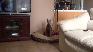 Fawn doberman playing [upl. by Anialed]