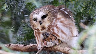 Northern Sawwhet Owl [upl. by Frasco]