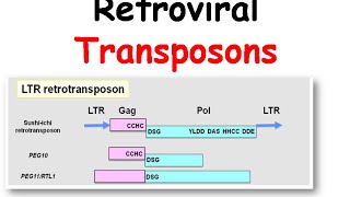 Mechanism of transposition of retroviral transposons [upl. by Nitsuga162]