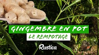 Comment REMPOTER le GINGEMBRE [upl. by Ahseret]