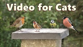 Birds Videos for Cats and Kittens to Watch Birds [upl. by Duile]