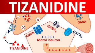 Tizanidine Tablets for muscle spasticity [upl. by Yeorgi]