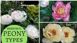 A basic introduction to PEONIES Herbaceous peony Tree Peony Intersectional ITOH [upl. by Ronym]