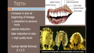 ANTH101 7 million years of hominin evolution [upl. by Sitoeht]