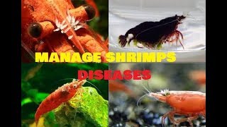 HOW TO TREAT COMMON SHRIMP DISEASE [upl. by Lecram]