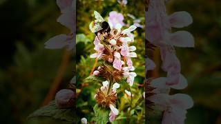 Stachys Flower of Valley Of Flowers flowers shortyt ytviral subscribe [upl. by Adirahs]