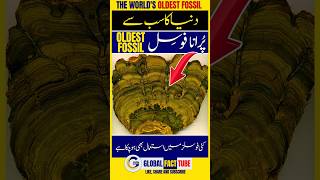 Fact No 18 Duniya Ka Sabse Purana Fossil The Worlds Oldest Fossil facts latest 1million [upl. by Brandwein]