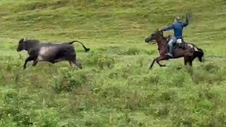 hacienda ganadería brahman Colombia [upl. by Murat214]