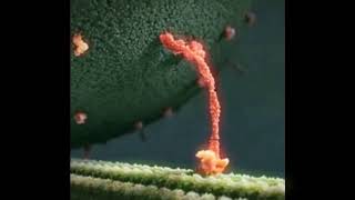 Kinesin Walk 10 second [upl. by Anear]