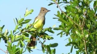 Great Crested Flycatcher Calls [upl. by Sabra]