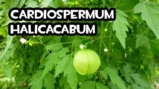 El Cultivo de Cardiospermum Halicacabum  Huerto Organico [upl. by Edge]