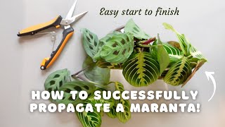 How to successfully propagate a maranta and make your pot MORE FULL  EASY start to finish [upl. by Boylston270]