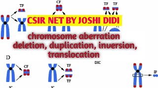 chromosomes aberrations deletion duplication inversion translocation [upl. by Doralyn648]