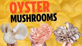 Types Of Oyster Mushrooms  A Complete Guide To All The Different Types You Can Grow Or Eat [upl. by Leicester]