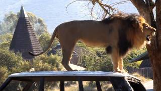 Lion roaring at San Diego Wild Safari Park [upl. by Vasili]