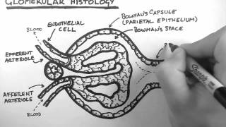 Renal Anatomy 3  Glomerular Histology [upl. by Hwu]