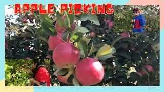 Travel Vlog  Apple Picking  Wolfville  Nova Scotia Canada  OmanLhen TV [upl. by Gault534]