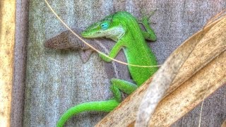 Green Anole Lizards Mating and Change Color [upl. by Nylirad718]